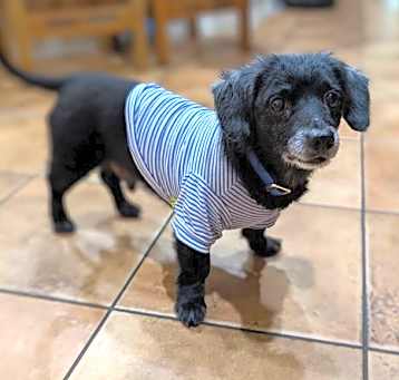 Photo of Buster