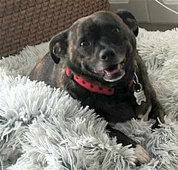 Photo of Brindle Bella