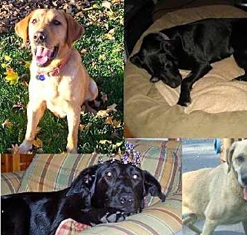 Photo of Foster Dog Blog