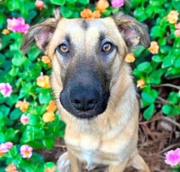 Photo of Peaches