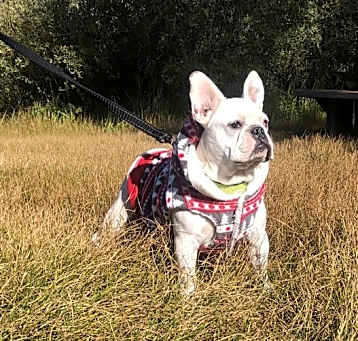 Photo of Oreo