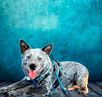 Photo of Maverick