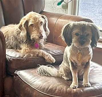 Photo of Gidget and Bucky *