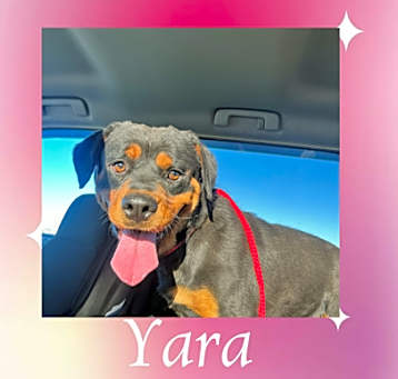 Photo of Yara
