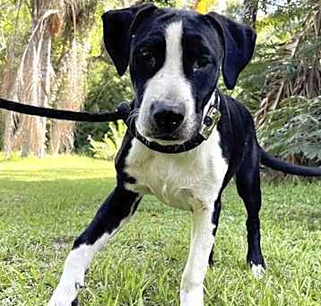 Photo of JUNIOR