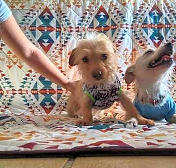 Photo of Luna & Sol - small breed:)