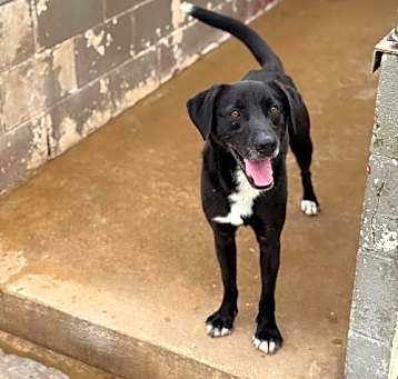 Photo of Ace