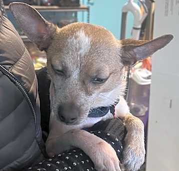 Photo of Huck