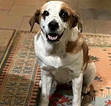Photo of Dottie