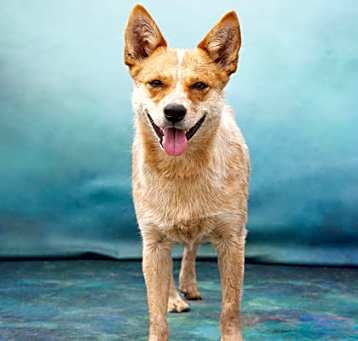 Photo of Penny