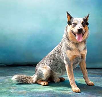 Photo of Bolt