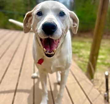 Photo of Knox