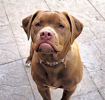 Photo of Rocky
