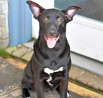Photo of Raven (Lone Star Litter)