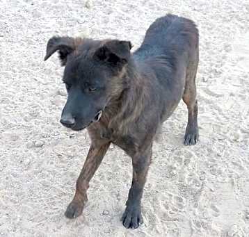 Photo of Taz