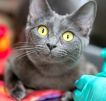 Photo of Bronx