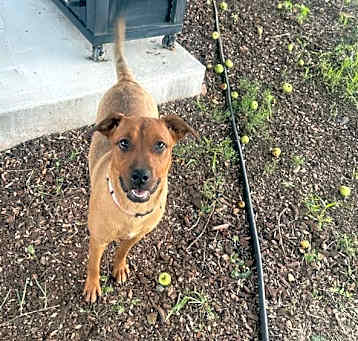 Photo of Ginger