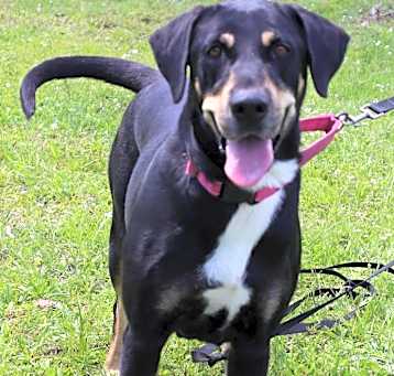 Photo of Elsa - FULLY SPONSORED!
