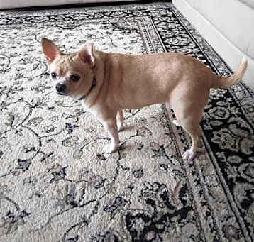 Photo of Lola