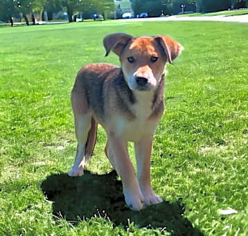 Photo of Buck