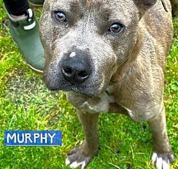 Photo of Murphy Pocket Blue Boy