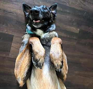 Photo of Piper2 - TX