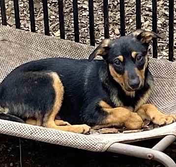 Photo of Rosco