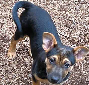 Photo of Sheba