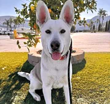 Photo of Ruger