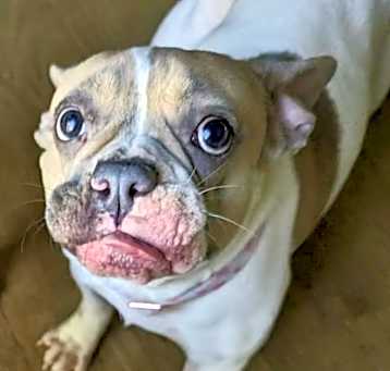 Photo of DeeDee