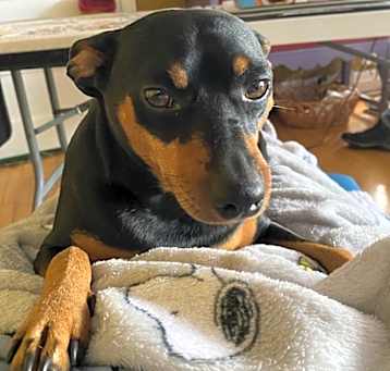 Photo of Dax