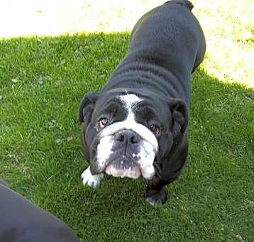 Photo of Sully