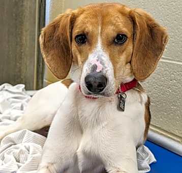 Photo of Louie