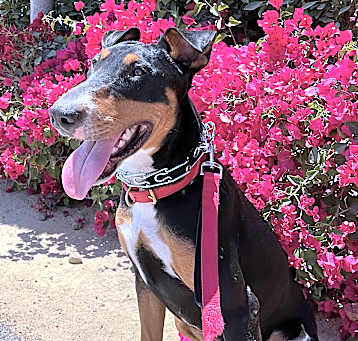 Photo of Bruno
