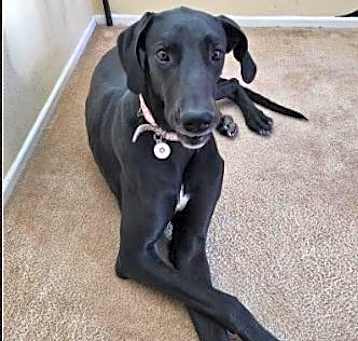 Photo of Stella