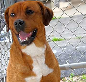 Photo of Scrappy (Photos 4/9/2024)