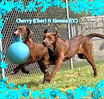 Photo of Cher & Sienna (Must be adopted together)