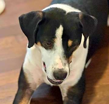 Photo of Lilly
