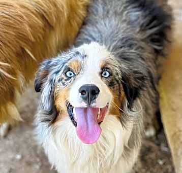 Photo of Blueberry