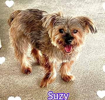 Photo of Suzy