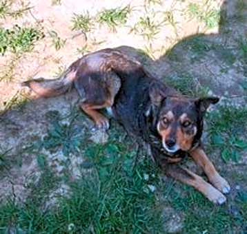 Photo of Ginger