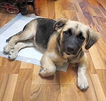 Photo of Tundra