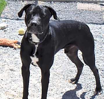 Photo of Comet (Midnight)