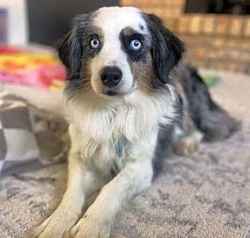 Photo of Star
