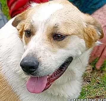 Photo of Yellow Dog in LA - Active & Adventurous Sweet Boy!