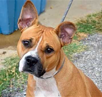 Photo of Moxie