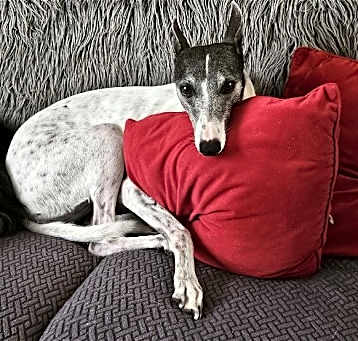 Photo of Bella