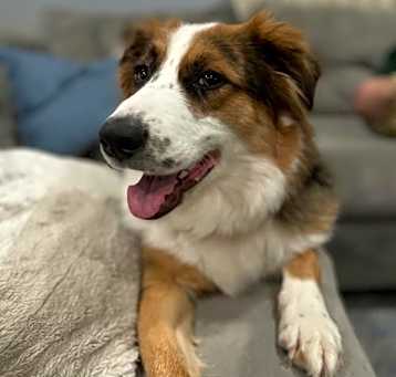 Photo of Jovie