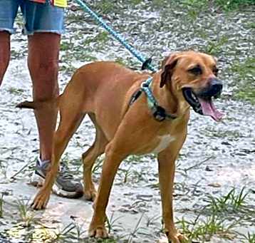 Photo of Fenny (fka Melrose pup 2)
