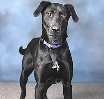 Photo of Nala